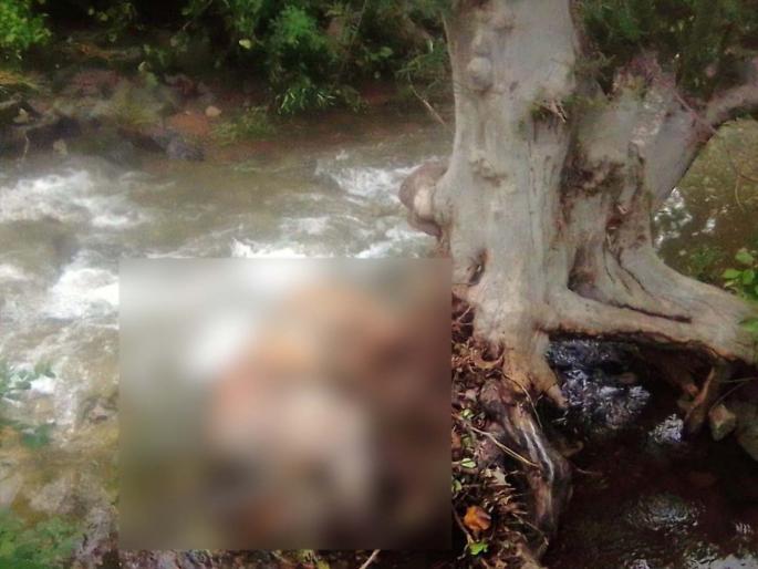 Dead body of tiger found in Botoni forest | बोटोणीच्या जंगलात आढळला पट्टेदार वाघाचा मृतदेह Dead body of tiger found in Botoni forest | बोटोणीच्या जंगलात आढळला पट्टेदार वाघाचा मृतदेह