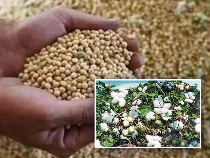 Aid of 250 crores will be provided for cotton and soybeans! | कपाशी, सोयाबीनसाठी २५० कोटींची मिळणार मदत ! Aid of 250 crores will be provided for cotton and soybeans! | कपाशी, सोयाबीनसाठी २५० कोटींची मिळणार मदत !