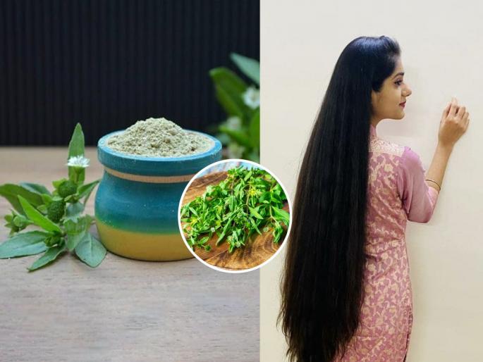 Bhringraj can help you boost hair growth and control hair fall! Know how to use it | केसांच्या वाढीसाठी वापरा आयुर्वेदातील एक खास वनस्पती, केसांच्या अनेक समस्यांवर पारंपरिक उपाय...