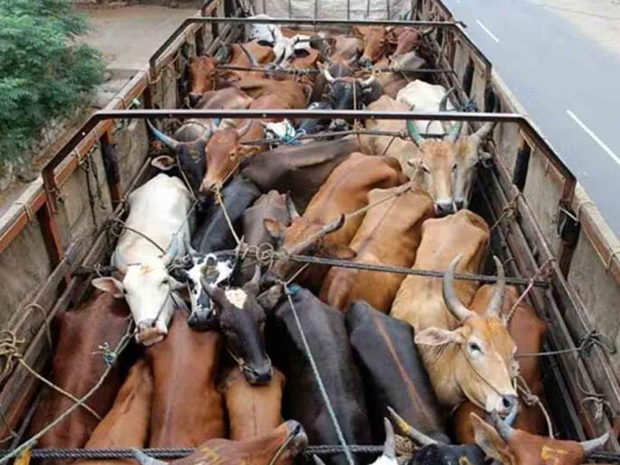 A truck full of beef worth 24 lakhs seized | २४ लाखांचा गोवंशीय मांसाने भरलेला ट्रक जप्त A truck full of beef worth 24 lakhs seized | २४ लाखांचा गोवंशीय मांसाने भरलेला ट्रक जप्त