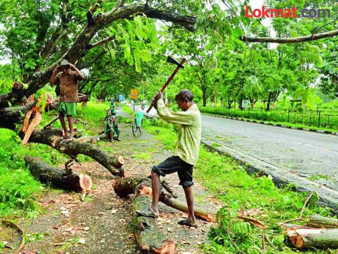 50,000 fine now for cutting a tree; Careful lumberjacks? | झाड तोडल्यास आता ५० हजारांचा दंड; लाकूडतोड्यांनो सावधान ? 50,000 fine now for cutting a tree; Careful lumberjacks? | झाड तोडल्यास आता ५० हजारांचा दंड; लाकूडतोड्यांनो सावधान ?