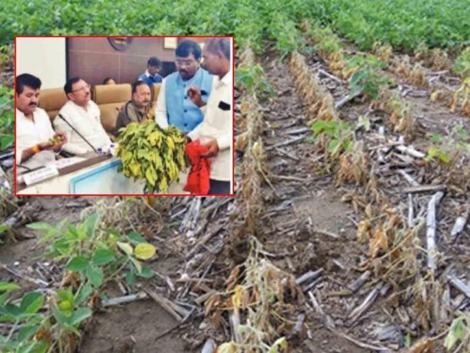 Pests on crops are the failure of scientists..! Amrit Rao Deshmukh, the father of Amrit Pattern, expressed his displeasure | पिकांवर येणारी कीड हे शास्त्रज्ञांचे अपयशच..! अमृत पॅटर्नचे जनक अमृतराव देशमुख यांनी व्यक्त केली नाराजी Pests on crops are the failure of scientists..! Amrit Rao Deshmukh, the father of Amrit Pattern, expressed his displeasure | पिकांवर येणारी कीड हे शास्त्रज्ञांचे अपयशच..! अमृत पॅटर्नचे जनक अमृतराव देशमुख यांनी व्यक्त केली नाराजी