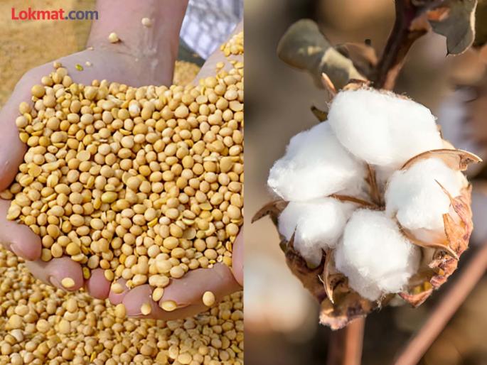 Cotton, Soybean Growers Keen on Total Subsidy; When will they get the fund? | सरसकट अनुदानाची कापूस, सोयाबीन उत्पादकांना उत्सुकता; निधी केव्हा ? Cotton, Soybean Growers Keen on Total Subsidy; When will they get the fund? | सरसकट अनुदानाची कापूस, सोयाबीन उत्पादकांना उत्सुकता; निधी केव्हा ?