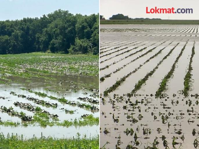 Damage to crops due to incessant rain; When is Panchnama? | सततच्या पावसाने पिकांचे नुकसान; पंचनामे केव्हा ? Damage to crops due to incessant rain; When is Panchnama? | सततच्या पावसाने पिकांचे नुकसान; पंचनामे केव्हा ?