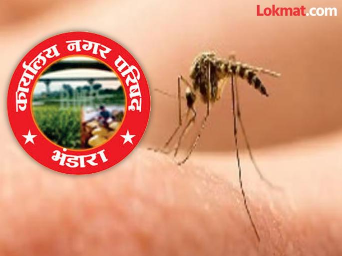 Mosquito infestation in the city; Is the city council going to take measures? | शहरात डासांचा प्रादुर्भाव; नगर परिषद उपाययोजना करणार आहे काय? Mosquito infestation in the city; Is the city council going to take measures? | शहरात डासांचा प्रादुर्भाव; नगर परिषद उपाययोजना करणार आहे काय?