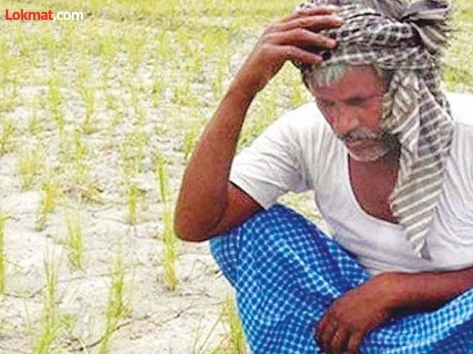 Heavy rains; Farmers turn to crop insurance | अतिवृष्टीची झळ; शेतकरी वळले पीक विम्याकडे Heavy rains; Farmers turn to crop insurance | अतिवृष्टीची झळ; शेतकरी वळले पीक विम्याकडे