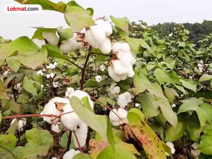 'Attack' of 'Mar' disease on cotton crop; Farmers need to do proper management | कापूस पिकावर 'मर' रोगाचा 'अटॅक'; शेतकऱ्यांनी योग्य व्यवस्थापन करणे गरजेचे 'Attack' of 'Mar' disease on cotton crop; Farmers need to do proper management | कापूस पिकावर 'मर' रोगाचा 'अटॅक'; शेतकऱ्यांनी योग्य व्यवस्थापन करणे गरजेचे