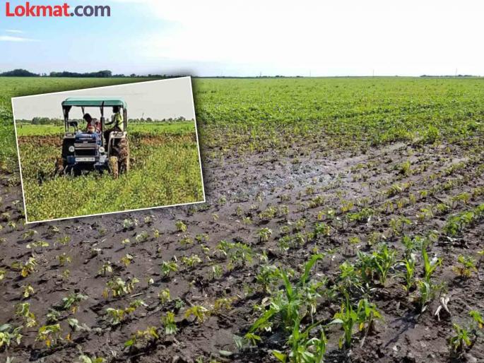 A farmer drove a tractor on soybeans in 14 acres | १४ एकरमधील सोयाबीनवर शेतकऱ्याने फिरविला ट्रॅक्टर A farmer drove a tractor on soybeans in 14 acres | १४ एकरमधील सोयाबीनवर शेतकऱ्याने फिरविला ट्रॅक्टर