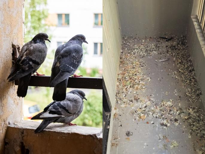 How do I Stop Pigeons Pooing On My Balcony Best Way To deter Pigeons From My Balcony | कबुतरांच्या विष्ठेने बाल्कनी खराब होते-वास येतो? ३ उपाय करा, गॅलरीत एकही कबुतर बसणार नाही
