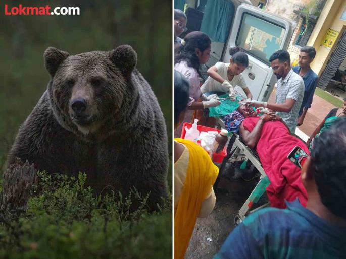 A bear attacked a cowherd, seriously injured | गुराख्यावर अस्वलाचा हल्ला, केले गंभीर जखमी A bear attacked a cowherd, seriously injured | गुराख्यावर अस्वलाचा हल्ला, केले गंभीर जखमी