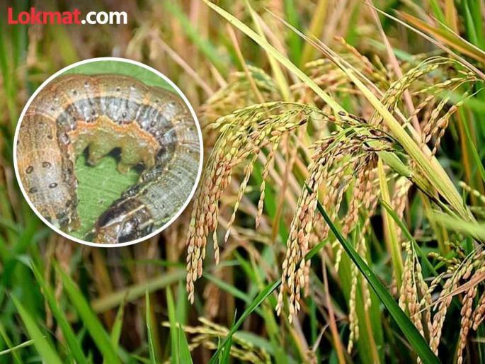 Armyworm attack on paddy crop in the area | परिसरातील धान पिकावर लष्करी अळीचा प्रकोप Armyworm attack on paddy crop in the area | परिसरातील धान पिकावर लष्करी अळीचा प्रकोप