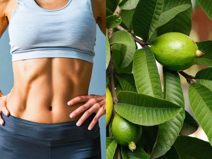 How To Use Guava Leave For Weight Loss : Guava Leaves For Weight Loss | पोट फार सुटलं-लठ्ठ दिसता? पेरूच्या पानांचा जादूई उपाय, १ आठवड्यात बघा दिसेल फरक