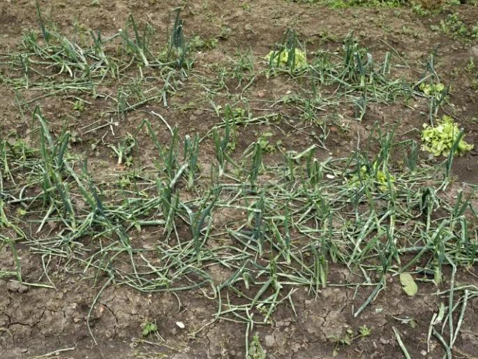 Latest news Onion Crop Chances of disease outbreak on onion crop due to rain, read in detail | Onion Crop : पावसामुळे कांदा पिकावर रोगांचा प्रादुर्भाव होण्याची शक्यता, वाचा सविस्तर Latest news Onion Crop Chances of disease outbreak on onion crop due to rain, read in detail | Onion Crop : पावसामुळे कांदा पिकावर रोगांचा प्रादुर्भाव होण्याची शक्यता, वाचा सविस्तर