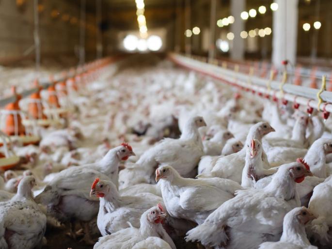 Latest News Poultry Farm Management What causes stress in chickens in poultry farm Read in detail  | Poultry Farm Management : कोंबड्यांमधील ताण येण्याचे कारण काय? असे करा व्यवस्थापन? वाचा सविस्तर  Latest News Poultry Farm Management What causes stress in chickens in poultry farm Read in detail  | Poultry Farm Management : कोंबड्यांमधील ताण येण्याचे कारण काय? असे करा व्यवस्थापन? वाचा सविस्तर