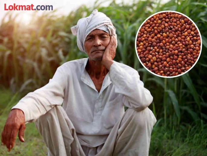 Turi priced at Rs 9,000; But what about farmers? | तुरीला ९ हजार रुपयांवर भाव; पण शेतकऱ्यांच्या पदरात काय?