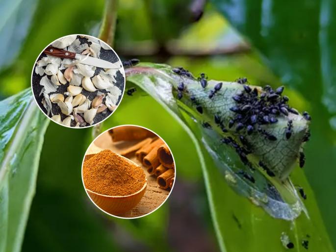 Make natural pesticides at home to keep your plants ant-free How To Protect Home Garden Plants From Ants With Kitchen Ingredients How to Get Rid of Ants in Garden Without Killing Plants | कुंडीतल्या झाडांना खूप मुंग्या लागल्या? ४ सोपे उपाय-मुंग्या होतील कमी-झाडं वाढतील जोमानं...