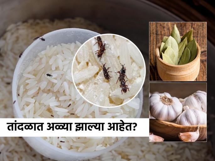 How to Get Rid of Rice Weevils (4 Easy Steps), Follow Kitchen Hacks | डाळ, तांदूळ - गव्हाच्या पिठात कीड - अळ्या झाल्या? ४ घरगुती उपाय - डब्याभोवती किडे फिरकणारही नाही