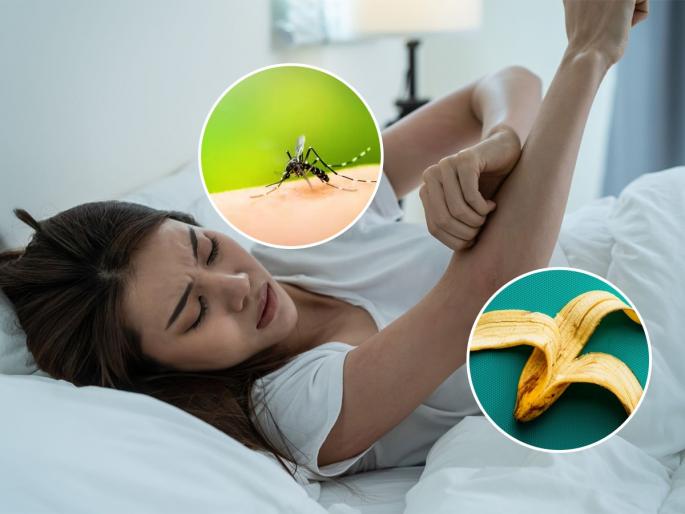 Home Remedy for Mosquito Bites Genius Home Remedy For Mosquito Bites That Really Work natural remedy for mosquito bite relief Use a banana peel for mosquito bites | डास चावल्याने सारखी झोपमोड होते? केळीच्या सालींचा ‘असा’ करा वापर, घरात डास दिसणार नाही...