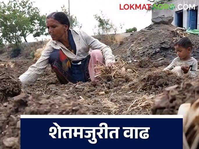 Latest News Agriculture News shet majuri There will be an increase in farm labor after ten years | Agriculture News : शेतीत राबणाऱ्या मजुरांना आता 'इतके' रुपये रोज, दहा वर्षांनंतर वाढ Latest News Agriculture News shet majuri There will be an increase in farm labor after ten years | Agriculture News : शेतीत राबणाऱ्या मजुरांना आता 'इतके' रुपये रोज, दहा वर्षांनंतर वाढ