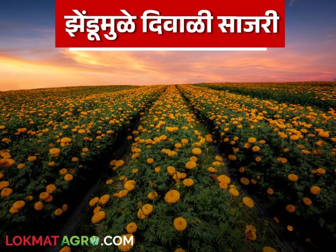 Latest News Planting marigolds on 15 bunches, cost 20 thousand, income of 60 thousand rupees in 15 days | Zendu Farming : झेंडू विक्रीतून 15 दिवसांत 60 हजार रुपयांचे उत्पन्न, जाणून घ्या सविस्तर Latest News Planting marigolds on 15 bunches, cost 20 thousand, income of 60 thousand rupees in 15 days | Zendu Farming : झेंडू विक्रीतून 15 दिवसांत 60 हजार रुपयांचे उत्पन्न, जाणून घ्या सविस्तर