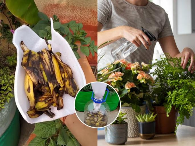 home made fertilizer for flowering plants, best remedy for the blossom, how to get maximum flowers from plants? | कुंडीतल्या रोपांना फुलं येणं कमी झालं? केळी आणि गुळाचा 'असा' करा वापर- बागेत पडेल फुलांचा सडा