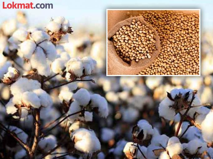 Farmers have to wait for price increase of cotton, soybeans | शेतकऱ्यांना लागली कापूस, सोयाबीनच्या दरवाढीची प्रतीक्षा Farmers have to wait for price increase of cotton, soybeans | शेतकऱ्यांना लागली कापूस, सोयाबीनच्या दरवाढीची प्रतीक्षा