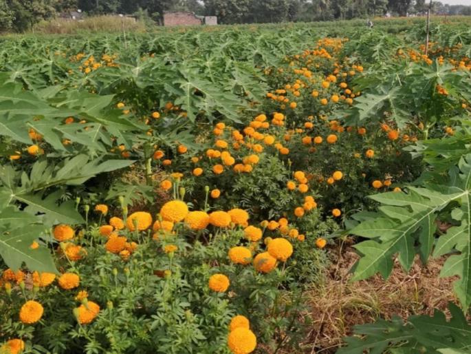Latest News Agriculture News farmer of Wardha got an income of one lakh 50 thousand rupees from onion and marigold | Agriculture News : पपईला आंतरपिकांची साथ, वर्ध्याच्या शेतकऱ्याला कांदा, झेंडूतून किती उत्पन्न मिळालं?