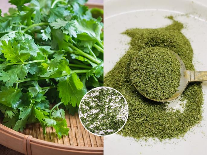 how to make coriander powder at home, simple recipe of making coriander powder at home, homemade coriander powder | कोथिंबीर पावडर रेसिपी: हिवाळ्यात कोथिंबीर स्वस्त मिळते; करुन ठेवा वर्षभर टिकणारी कोथिंबीर पावडर