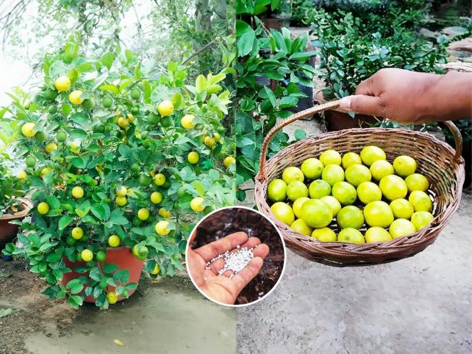 Gardening Tips : How To Grow Lemon Plant At Home Lemon Plant Growing Tips | कुंडीतले रोपही लगडेल लिंबानी, घरातलाच ‘हा’ आंबट पदार्थ फक्त घाला-पोषण मिळेल भरपूर