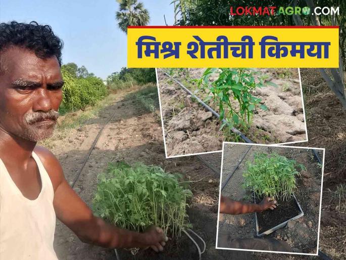 Latest News Farmer Success Story 'Subenrao' who achieves mixed farming through modern technology, read in detail | Farmer Success Story : आधुनिक तंत्रज्ञानातून मिश्र शेतीची किमया साधणारे 'सुबेनराव', वाचा सविस्तर 