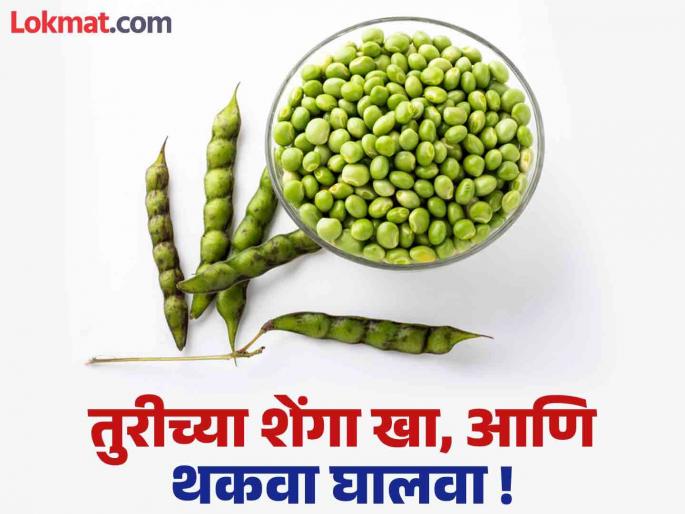 Eat fresh turi pods and get rid of winter fatigue! | ताज्या तुरीच्या शेंगा खा अन् हिवाळ्यात आलेला थकवा घालवा! Eat fresh turi pods and get rid of winter fatigue! | ताज्या तुरीच्या शेंगा खा अन् हिवाळ्यात आलेला थकवा घालवा!