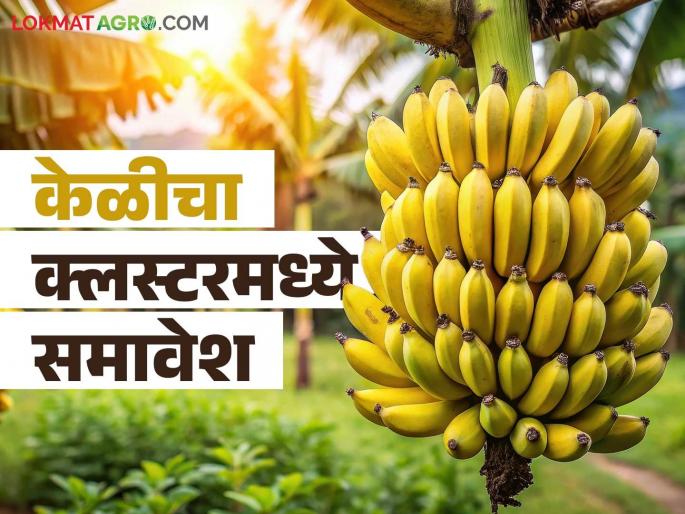 Latest News Jalgaon Banana After Tamil Nadu, Jalgaon's banana is included in cluster, read in detail | Jalgaon Banana : तामिळनाडूनंतर जळगावच्या केळीचा क्लस्टरमध्ये समावेश, वाचा सविस्तर  Latest News Jalgaon Banana After Tamil Nadu, Jalgaon's banana is included in cluster, read in detail | Jalgaon Banana : तामिळनाडूनंतर जळगावच्या केळीचा क्लस्टरमध्ये समावेश, वाचा सविस्तर
