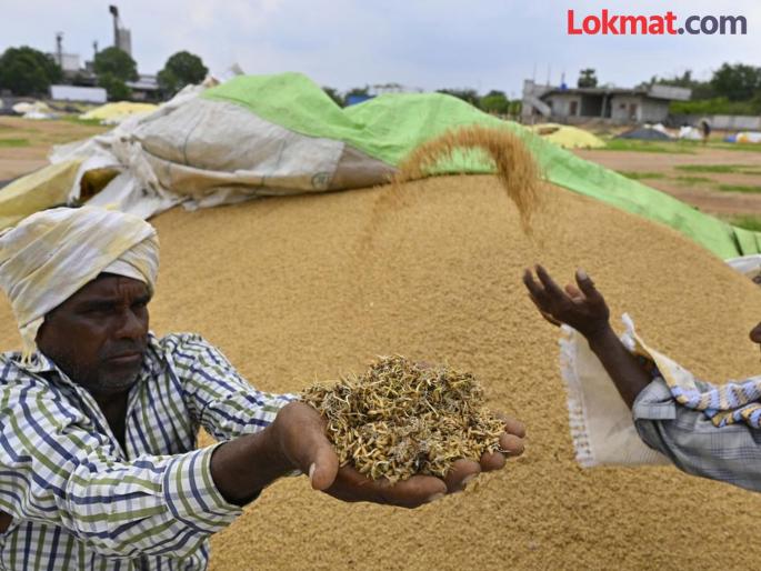Paddy has to be registered, rate of one thousand rupees! Widespread loot of farmers | धानाची नोंदणी करायचीयं, एक हजार रुपयांचा रेट ! शेतकऱ्यांची सर्रास लुट