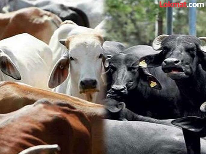 Farmers, animals at risk of lumpy disease again; seek advice from veterinary officials if symptoms occur | शेतकऱ्यांनो जनावरांना लम्पीचा पुन्हा धोका; लक्षणे आढळल्यास घ्या पशुवैद्यकीय अधिकाऱ्यांचा सल्ला Farmers, animals at risk of lumpy disease again; seek advice from veterinary officials if symptoms occur | शेतकऱ्यांनो जनावरांना लम्पीचा पुन्हा धोका; लक्षणे आढळल्यास घ्या पशुवैद्यकीय अधिकाऱ्यांचा सल्ला