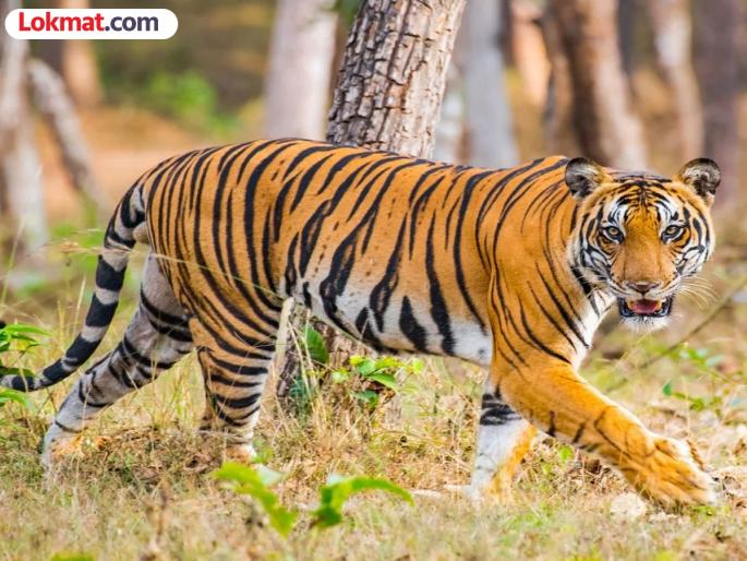 192 animals attacked by wild animals in Nagbhid taluka during the year | वर्षभरात नागभीड तालुक्यात वन्यप्राण्यांचे १९२ जनावरांवर हल्ले 192 animals attacked by wild animals in Nagbhid taluka during the year | वर्षभरात नागभीड तालुक्यात वन्यप्राण्यांचे १९२ जनावरांवर हल्ले