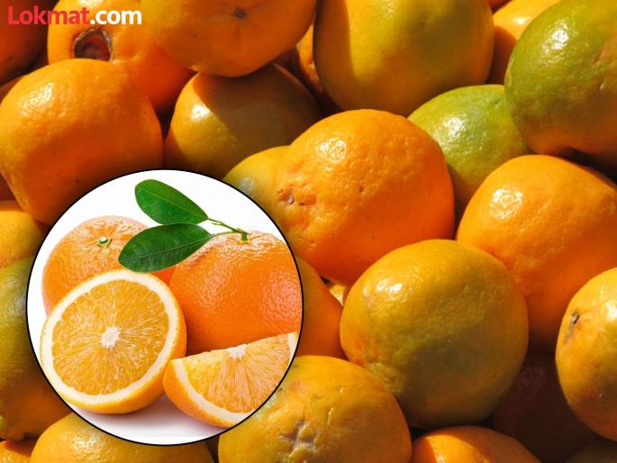 Nagpuri orange is giving competition to Punjab's kinoo orange | पंजाबच्या किनू संत्र्याला नागपुरी संत्रा देतोय टक्कर Nagpuri orange is giving competition to Punjab's kinoo orange | पंजाबच्या किनू संत्र्याला नागपुरी संत्रा देतोय टक्कर