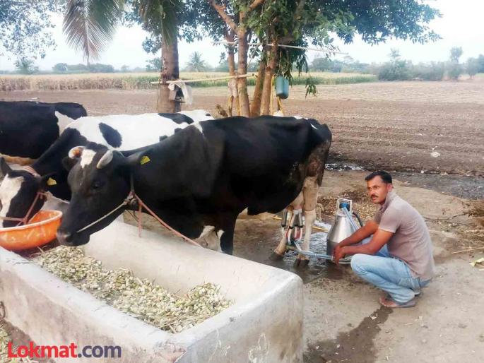 Continuous increase in animal feed prices; milk prices, however, remained the same | पशुखाद्याच्या भावात सातत्याने वाढ; दुधाचे दर मात्र 'जैसे थे' Continuous increase in animal feed prices; milk prices, however, remained the same | पशुखाद्याच्या भावात सातत्याने वाढ; दुधाचे दर मात्र 'जैसे थे'
