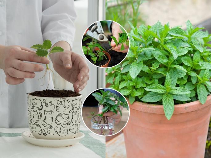 How to Grow Mint at Home Fast & Easy Very Fast & Simple Method to Grow Mint At Home How To Grow Mint Plant At Home | पुदिन्याची जुडी विकत आणण्यापेक्षा कुंडीत लावा छोटंसं हिरवंगार पुदिन्याचं रोप, ताजा पुदिना मिळेल घरच्याघरीच...