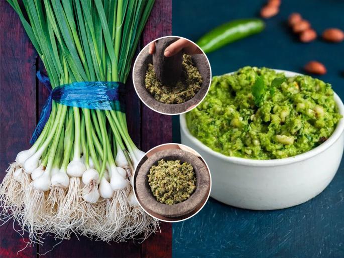 Green Garlic Thecha Recipe Lasun Paticha Thecha How To Make Green Garlic Thecha At Home Hare Lahsun Ka Thecha | तोंडी लावण्यासाठी करा हिवाळा स्पेशल हिरव्यागार ओल्या लसणाच्या पातीचा ठेचा, घ्या झणझणीत झटपट रेसिपी...