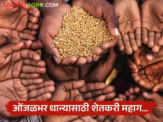 Sugarcane, known as a low-labor crop, entered the market and farmers forgot about traditional varieties of crops. | कमी कष्टाचे पीक म्हणून ओळखल्या जाणाऱ्या उसाचा शिरकाव झाला अन् शेतकरी पारंपरिक वाणाची पिके विसरला