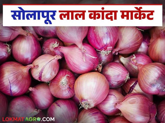 Latest News Kanda Market Update solapur red onion market down today lasalgaon kanda market see details | Kanda Market Update : लासलगाव बाजारात लाल कांद्याला काय भाव मिळाला? वाचा आजचे बाजारभाव Latest News Kanda Market Update solapur red onion market down today lasalgaon kanda market see details | Kanda Market Update : लासलगाव बाजारात लाल कांद्याला काय भाव मिळाला? वाचा आजचे बाजारभाव