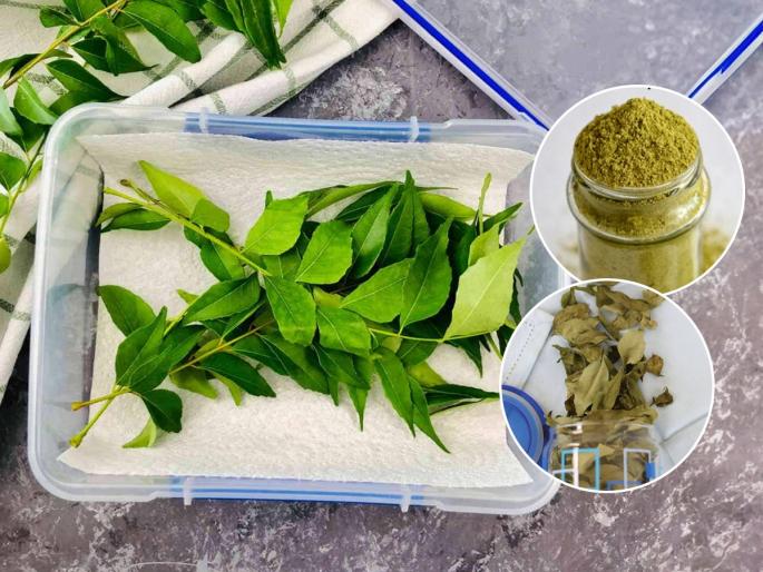 know How to Store Curry Leaves fresh for long Kitchen Tip to Store Curry Leaves for Long Time How to clean and store Curry Leaves Fresh for Longer | ना टिश्यू पेपर, ना एअर टाईट कंटेनर - फ्रिजशिवायही कडीपत्ता टिकून राहील ६ महिने, बघा ही भन्नाट ट्रिक...