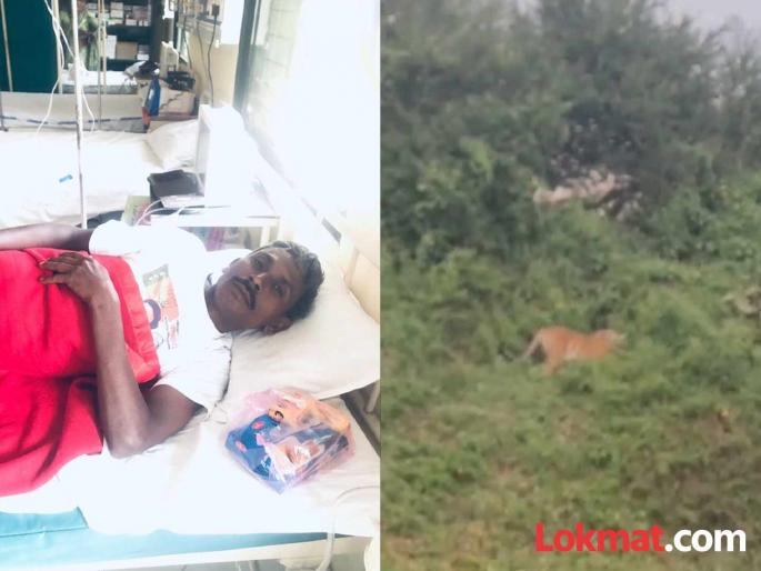 The tiger clawed, then growled, roared and turned back. | वाघाने पंजा मारला, मग गुरगुरला, आरडाओरड होताच माघारी फिरला