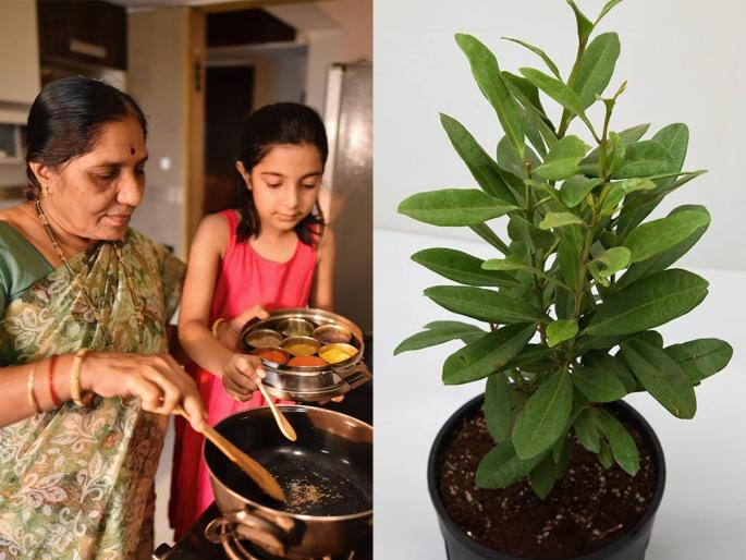 how to grow allspice plant in pot, benefits of allspice plant, gardening tips for growing allspice plant | कुंडीत लावा 'हे' ऑल स्पाईस, भाजीत एक पान घातलं तरी भाजी होईल चविष्ट -सुगंध घरभर