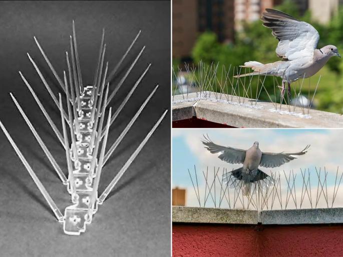 product review for Mr. Right Pigeon Spikes, how to get rid of pigeons, how to keep pigeons away from our house | कबुतरांनी बाल्कनीत उच्छाद मांडलाय? १८० रुपयांची 'ही' वस्तू आणा- कबूतरं पुन्हा कधीच येणार नाहीत 