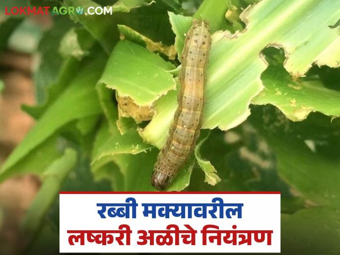 Latest News Maka Crop Management Do this to control armyworm on Rabi maize, read in detail | Maka Crop Management : रब्बी मक्यावरील लष्करी अळीच्या नियंत्रणासाठी हे कराच, वाचा सविस्तर  Latest News Maka Crop Management Do this to control armyworm on Rabi maize, read in detail | Maka Crop Management : रब्बी मक्यावरील लष्करी अळीच्या नियंत्रणासाठी हे कराच, वाचा सविस्तर