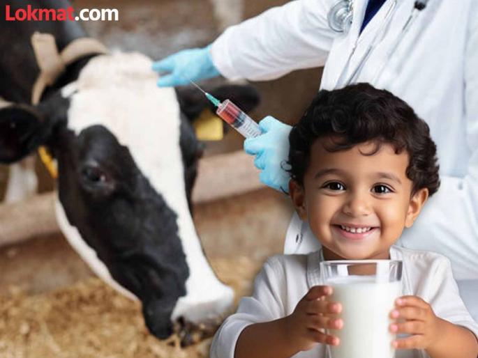 Action against those who give injections to increase milk supply, where to complain? | दूधवाढीसाठी इंजेक्शन देणाऱ्यांवर कारवाई, कुठे तक्रार करावी? Action against those who give injections to increase milk supply, where to complain? | दूधवाढीसाठी इंजेक्शन देणाऱ्यांवर कारवाई, कुठे तक्रार करावी?