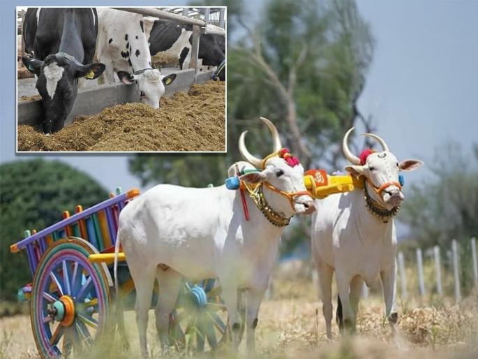 Maintaining a pair of bullocks has become more expensive than a tractor; fodder costs as much as diesel | बैलजोडी सांभाळणे झाले ट्रॅक्टरपेक्षा जास्त महागडे; चाऱ्याला डिझेलइतका भाव Maintaining a pair of bullocks has become more expensive than a tractor; fodder costs as much as diesel | बैलजोडी सांभाळणे झाले ट्रॅक्टरपेक्षा जास्त महागडे; चाऱ्याला डिझेलइतका भाव