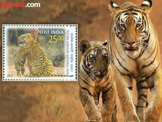 Tourists visiting Tadoba are now attracted to 'Chhoti Tara' instead of celebrity 'Maya' | ताडोबात येणाऱ्या पर्यटकांना सेलिब्रिटी 'माया'च्या जागी आली आता 'छोटी तारा'ची भुरळ Tourists visiting Tadoba are now attracted to 'Chhoti Tara' instead of celebrity 'Maya' | ताडोबात येणाऱ्या पर्यटकांना सेलिब्रिटी 'माया'च्या जागी आली आता 'छोटी तारा'ची भुरळ