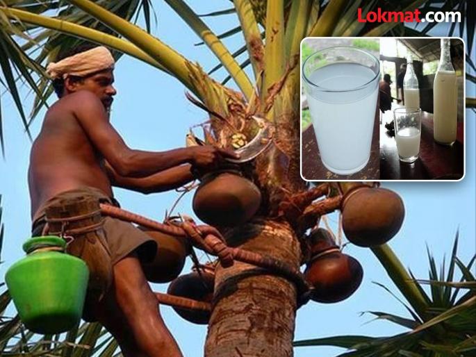 Adulterated toddy, play with health! Some vendors sell adulterated juice | भेसळयुक्त ताडी, आरोग्याशी खेळ! काही विक्रेत्यांकडून विकला जातो भेसळयुक्त रस Adulterated toddy, play with health! Some vendors sell adulterated juice | भेसळयुक्त ताडी, आरोग्याशी खेळ! काही विक्रेत्यांकडून विकला जातो भेसळयुक्त रस